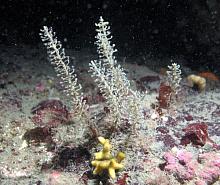 Horse-Tail Hydroid (Rhizocaulus verticillatus)