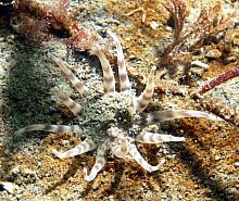 Jelly-Dwelling Anemone (Peachia quinquecapitata)