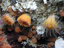 Orange Cup Coral (Balanophyllia elegans)
