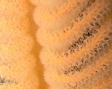 Orange Sea Pen (Ptilosarcus gurneyi)-macro