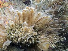 Ostrich-plume Hydroid (Aglaophenia spp.)