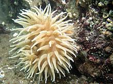 Painted Anemone (Urticina crassicornis) tan colour