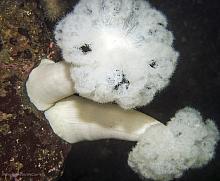 Plumose Anemone (Metridium farcimen)