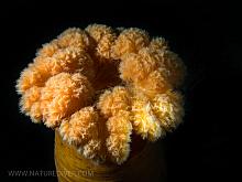 Plumose Anemone (Metridium farcimen)3