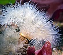 Plumose Anemone (Metridium farcimen)