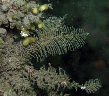 Sea Fir (Abietinaria sp)
