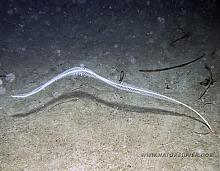 Sea Whip (Balticina septentrionalis)