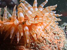 Swimming Anemone (Stomphia didemon)