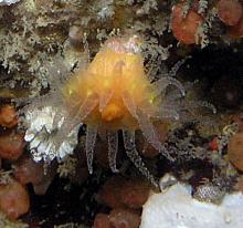 Tan Cup Coral (Caryophyllia alaskensis)