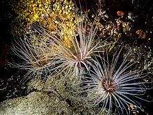 Tube Dwelling Anemone (Pachycerianthus fimbriatus) 2