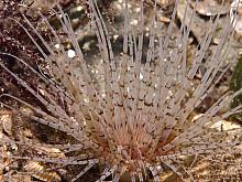 Tube Dwelling Anemone (Pachycerianthus fimbriatus)