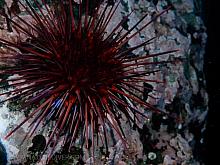 Red Sea Urchin (Strongylocentrotus franciscanus)