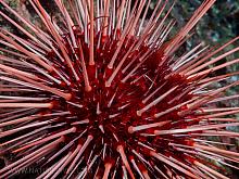 Red Sea Urchin (Strongylocentrotus franciscanus)