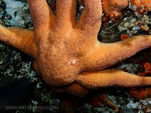 Morning Sun Star (Solaster dawsoni)