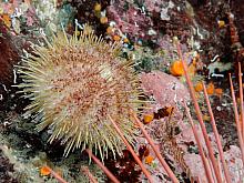 Green Sea Urchin