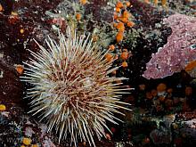 Green Sea Urchin