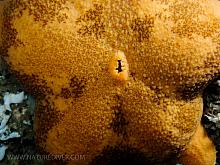 Slime Star (Pteraster tesselatus)