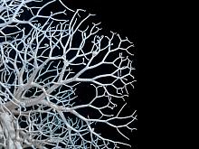 Basket Star