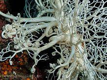 Basket Star