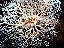 Basket Star