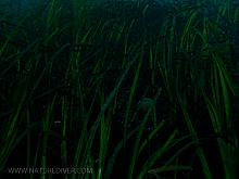 2013-12-28 Dive Higgs-53