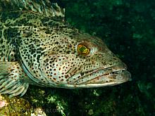 Ling Cod (Ophiodon elongatus)