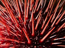 Red Sea Urchin