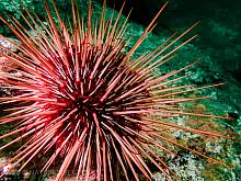 Red Sea Urchin