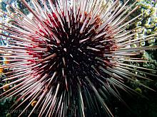 Red Sea Urchin