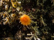 Orange Cup Coral