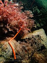Mouth or tail of Orange Ribbon Worm
