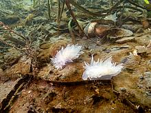 Alabaster nudibranch