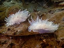Alabaster nudibranch