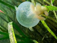 Hooded nudibranch