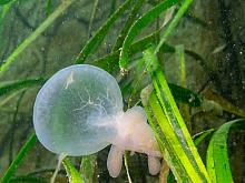 Hooded nudibranch