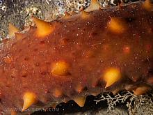 California Sea Cucumber