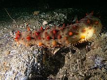 California Sea Cucumber