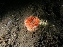 Swimming Anemone