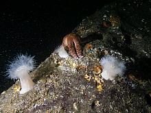 Plumose Anemone