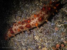 California Sea Cucumber