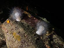 Plumose Anemone