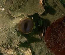 Slime-tube Feather-Duster Tubeworm