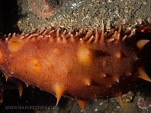 California Sea Cucumber