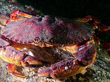 Red Rock Crab