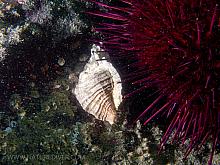 PB297143