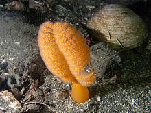 PB297157