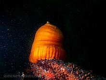 PB297172