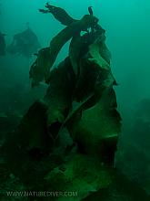 Bull Kelp