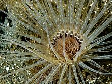 Tube-dwelling Anemone (Pachycerianthus fimbriatus)