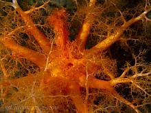 Orange Sea Cucumber (Cucumaria miniata)